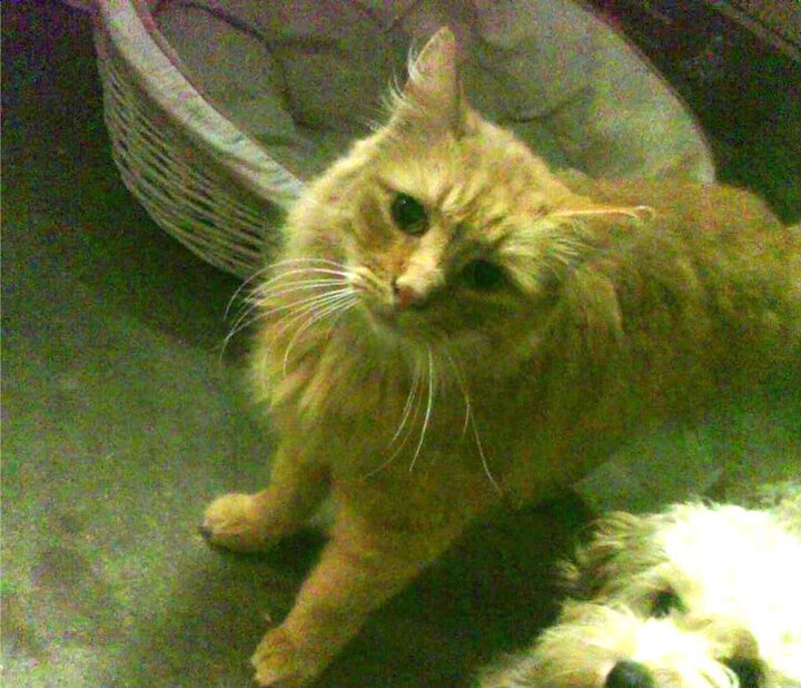 熊猫体育网址-塞尔维亚联赛裁判判罚备受关注，塞尔维亚杯ds