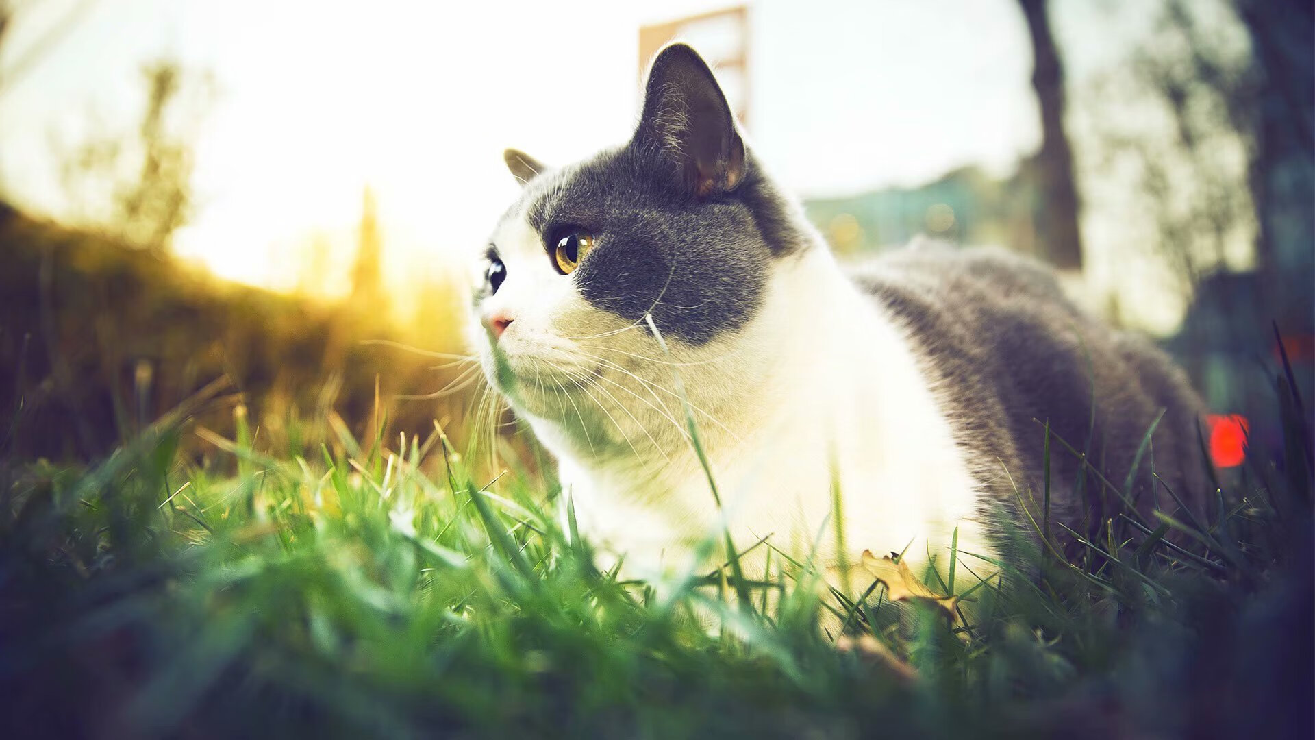 熊猫体育平台安全-诺丁汉森林是否应增加中场拦截型球员，诺丁汉森林换帅