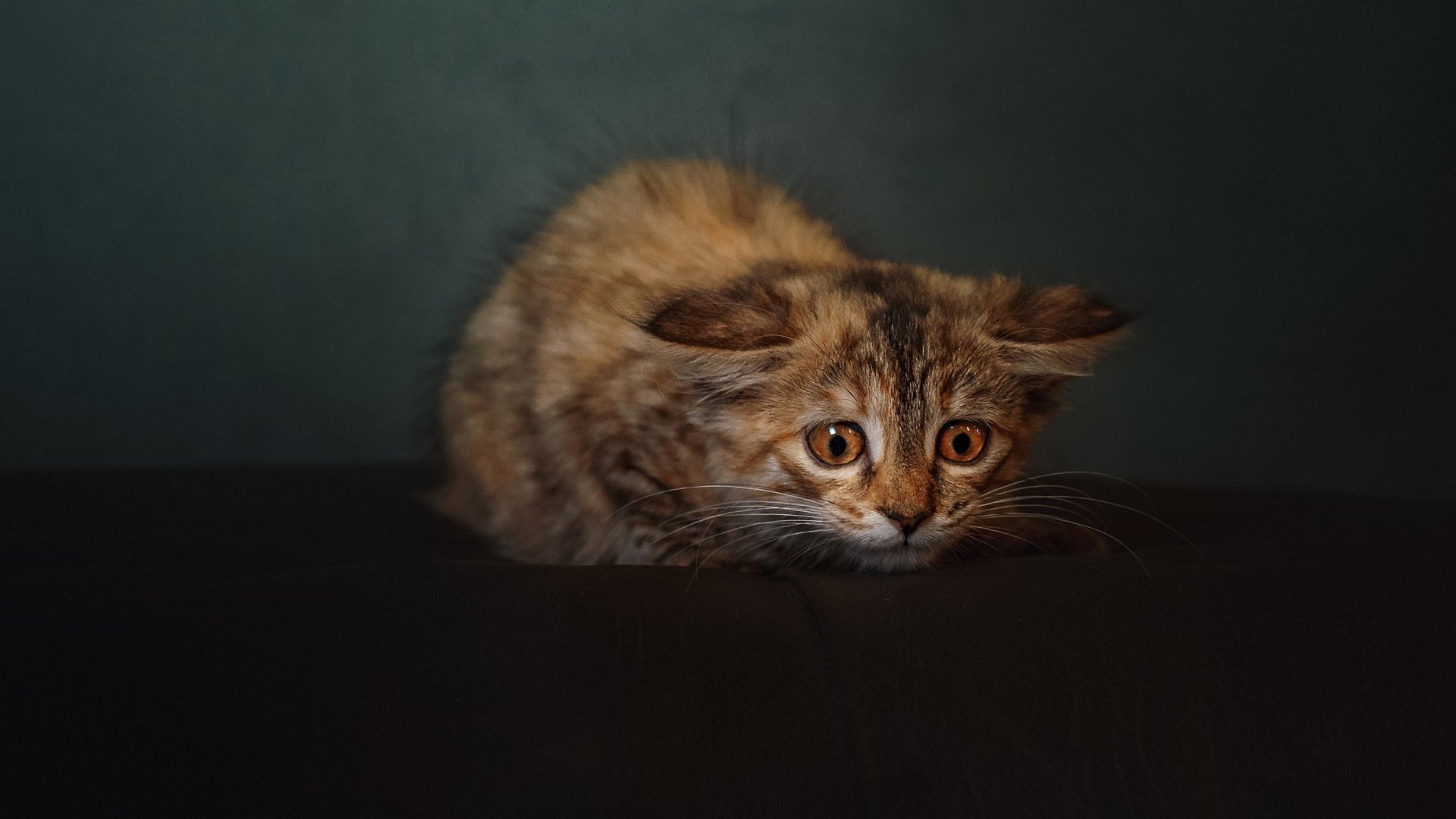 熊猫体育网页版-2026世界杯赛场内外全面升级，智能化设施成亮点，2026年世界杯参赛队伍