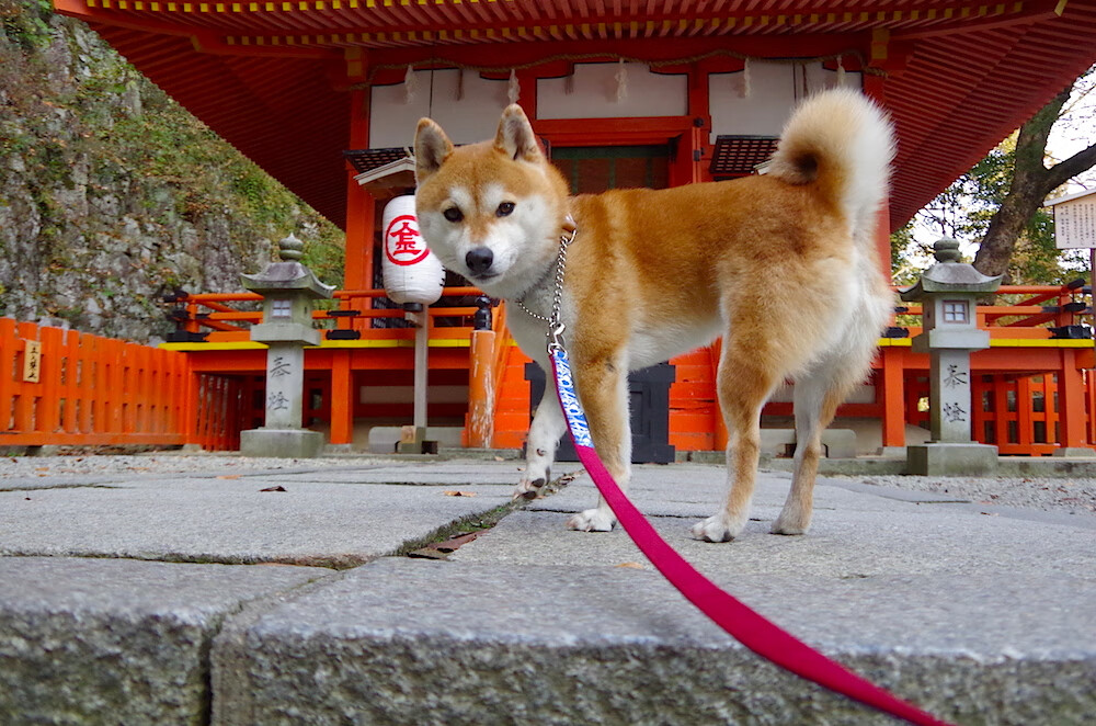 熊猫体育入口-赛尔·阿尔斯塔：站在防线前沿，稳固南非队的世界地位，阿尔塞钦
