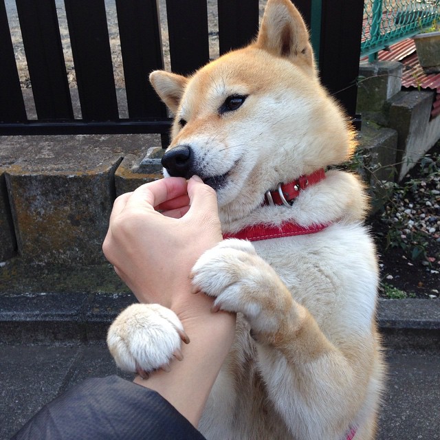 赛尔·阿尔斯塔：站在防线前沿，稳固南非队的世界地位，阿尔塞钦