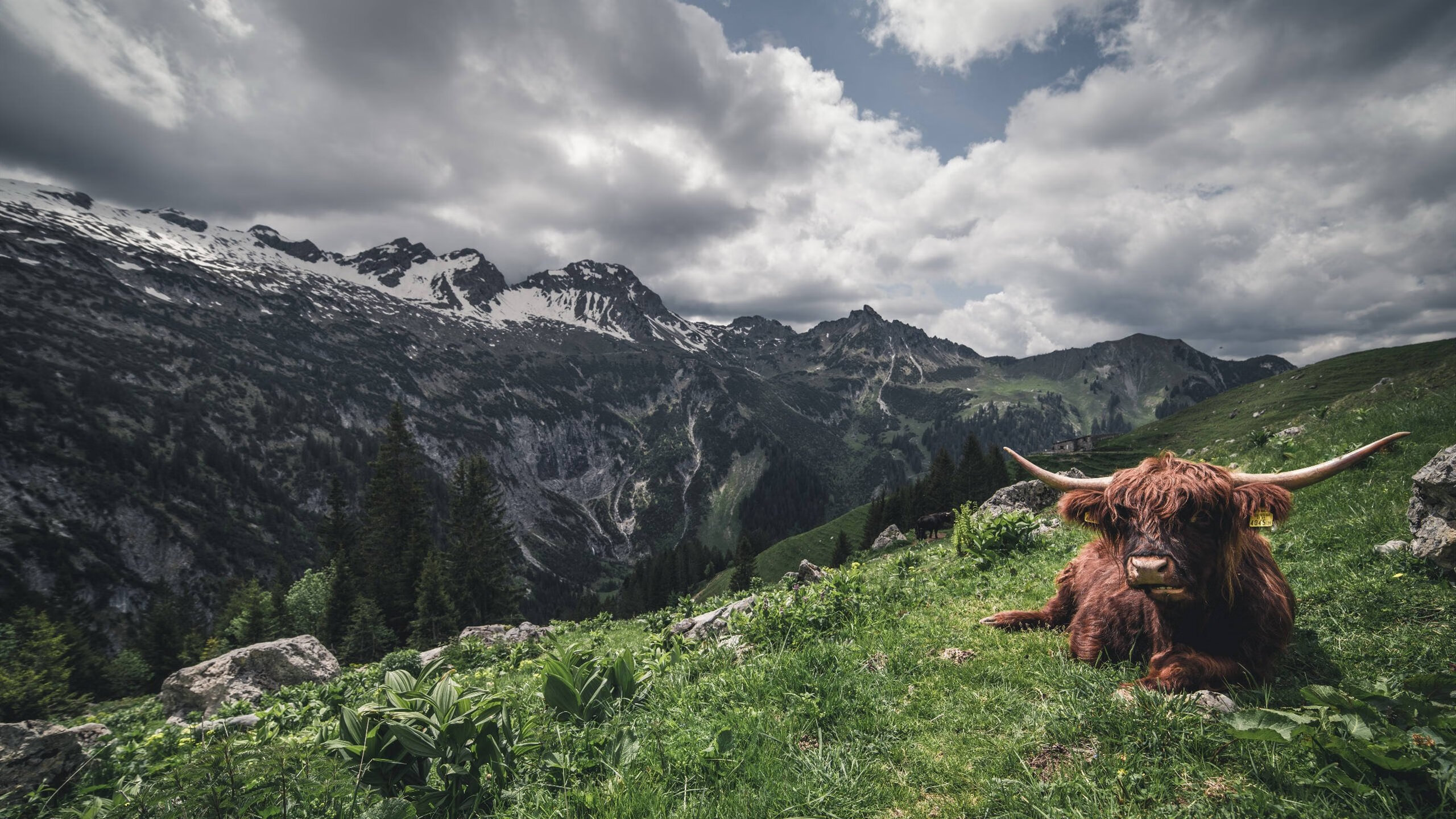 Panda Sports-英超冠军悬念：最后的决战即将开启！，2021英超最后一轮